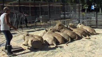 Un dompteur du Cirque Pinder mordu par une lionne !