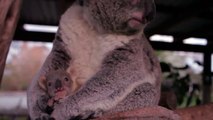 Quand un bébé koala rencontre sa mère pour la première fois