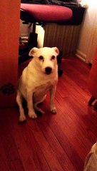 La réaction amusante d'un chien après avoir fait une bêtise