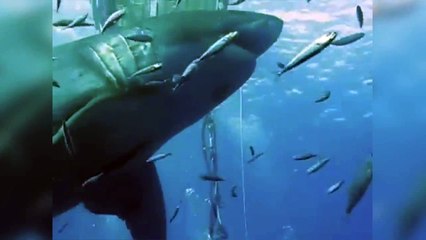 Voici le requin "Deep Blue", le plus gros au monde