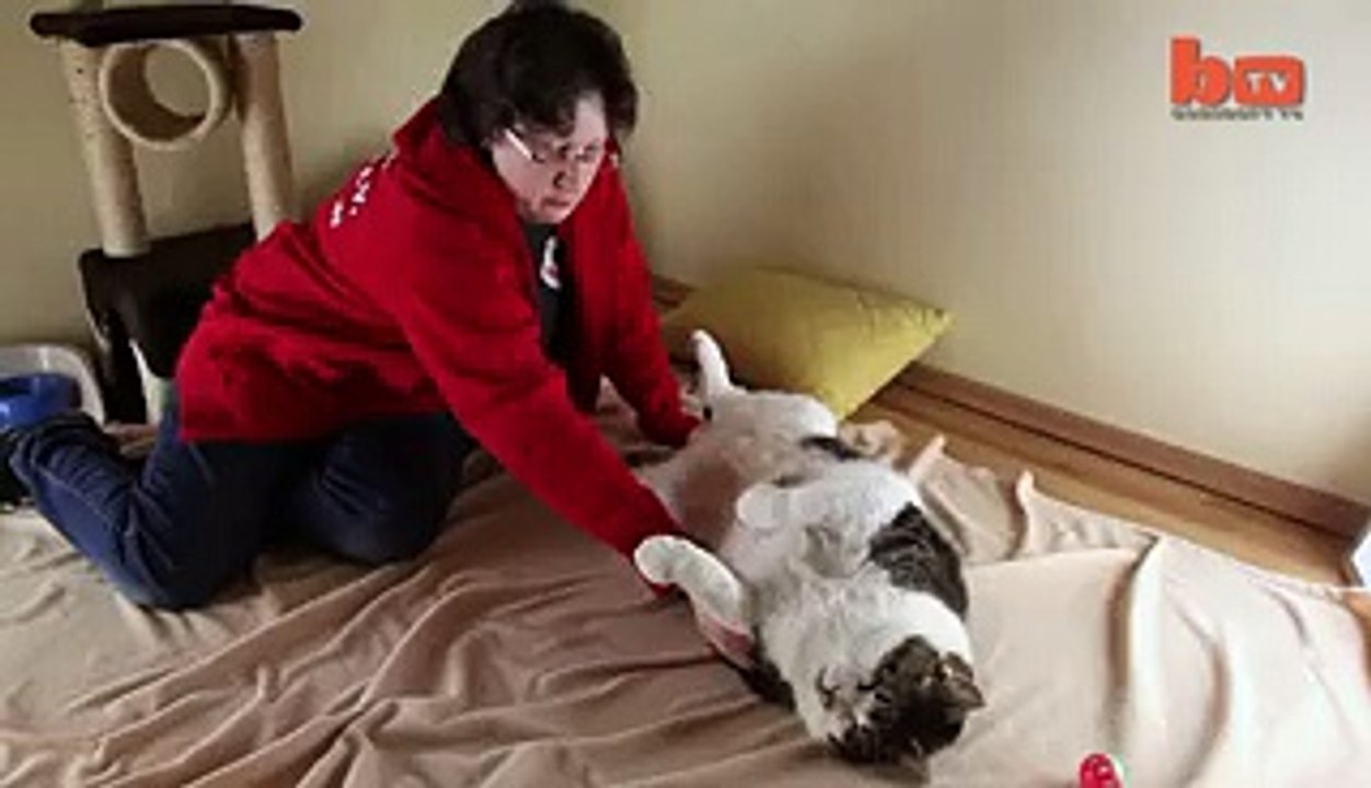 Voici Elvis, 17 kg, le plus gros chat du monde