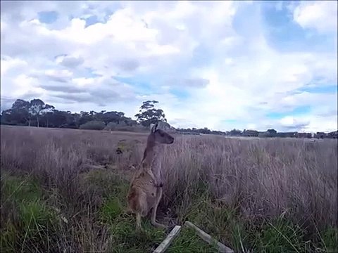 Trop fort ! Ce kangourou fait de l'air guitare !