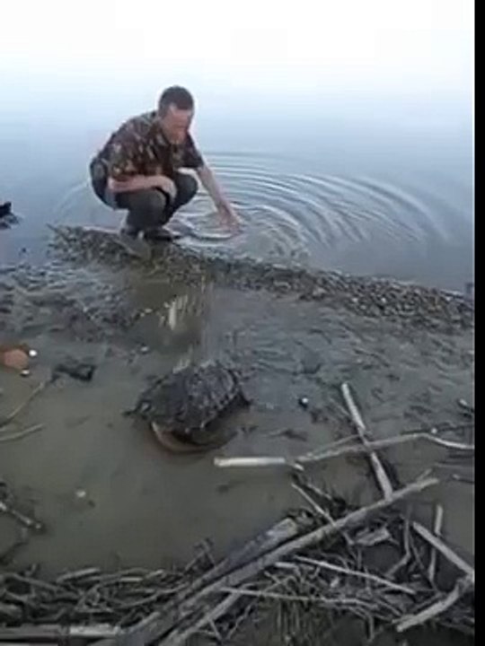 Tortue ? Dinosaure ? Quel est cet animal trouvé le long d'un fleuve russe ?