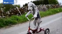 Voici Barry, le chien qui sait faire du tricycle !