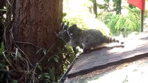 Une maman raton laveur apprend à son petit à grimper dans les arbres