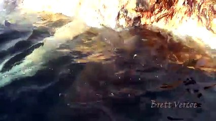 Choc : un cachalot mort dévoré par cinq requins