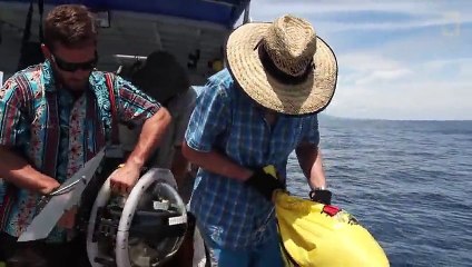 Des requins découverts dans un volcan sous-marin en activité
