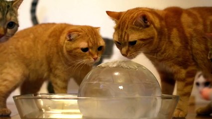 Des chats s’amusent avec une balle de glace