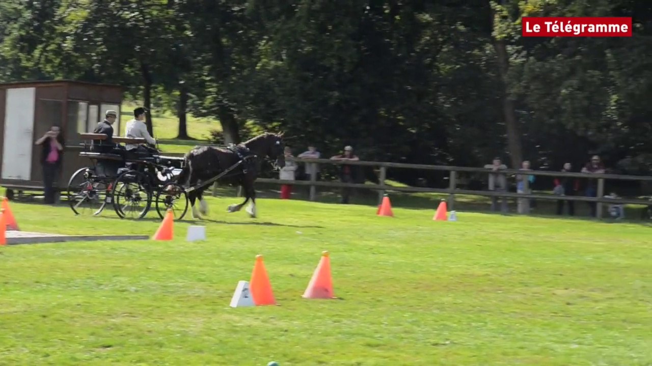 Lamballe. Une fête nationale pour le cheval breton