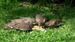 Feeding The Birds A Video for Cats 20mins