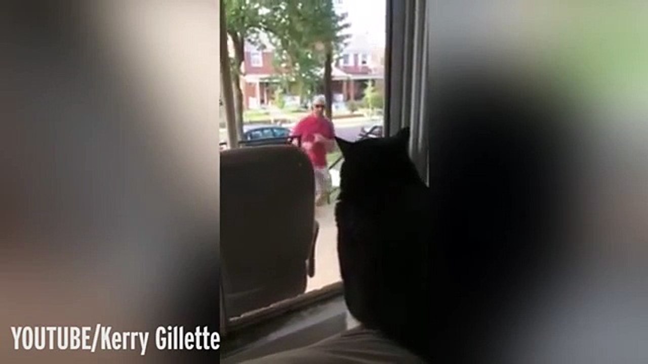 Ho purée la réaction du chat quand il aperçoit son maitre qui ramène un chien MDR !