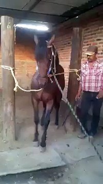 Voici la vidéo du cheval qui aime les sonorités mexicaines