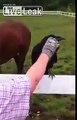 Raven stuck with quills, asks for some human help!