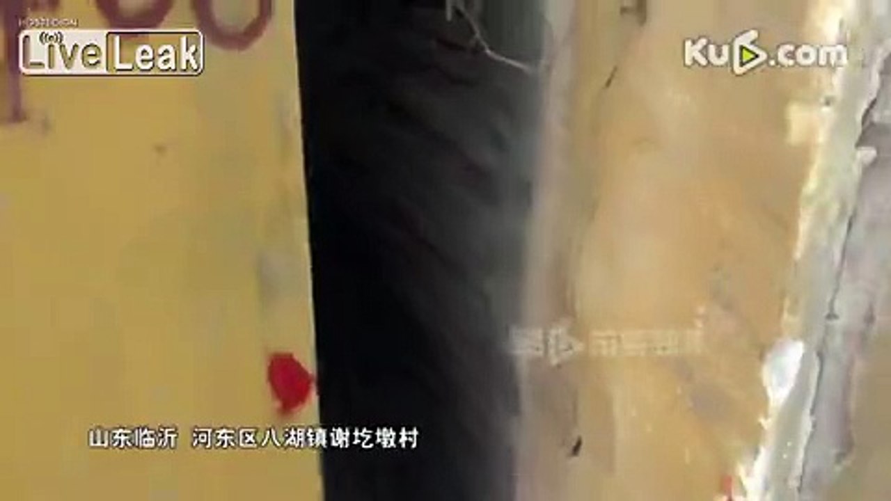 Bull runs into gap out of pain of nose piercing