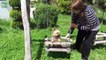 Cute Dogs in Swings Compilation 2015 [NEW HD]