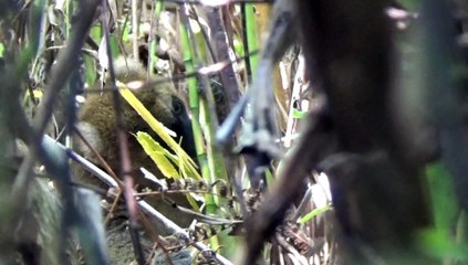 Raids on longoza by greater bamboo lemur - project "Bamboo lemur" - Helpsimus