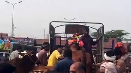 Bull Run at the time of uploading in Van on Bakra Eid 2015 Lahore