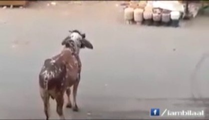 A Bull Almost Kills A Man In Karachi