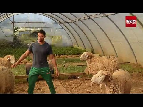 Revente de moutons pour l'Aïd Al Adha, un juteux marché