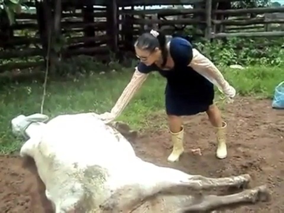 Cow Kicks the owner on face
