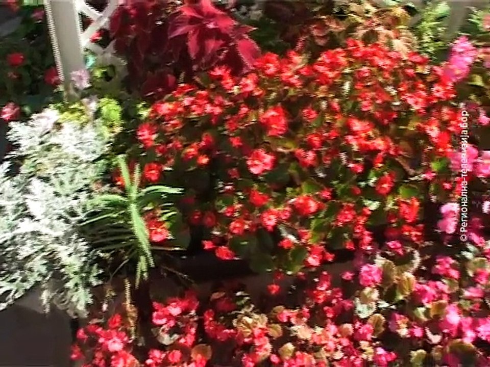 Banane u Šarbanovcu, 20. septembar 2015. (RTV Bor)
