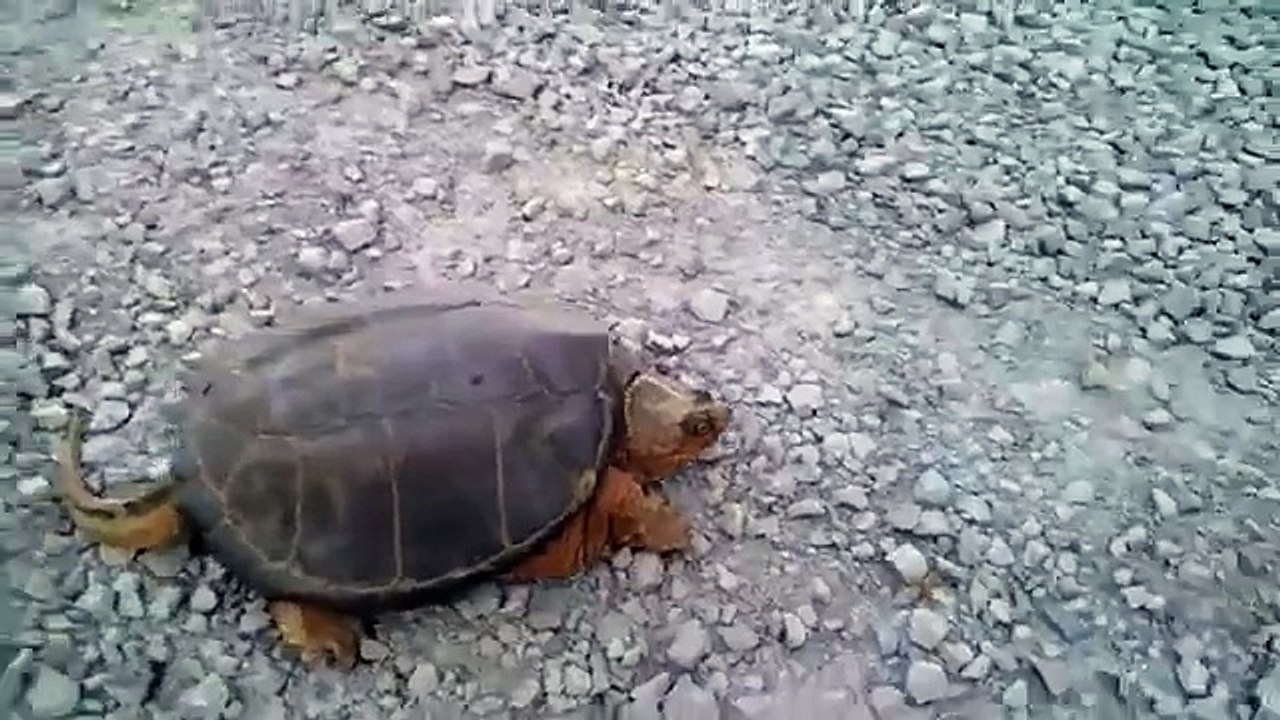 Zasto nikada ne treba nervirati kornjacu koja spava