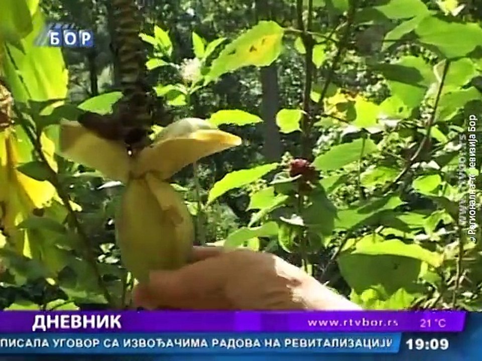 Dnevnik, 20. septembar 2015. (RTV Bor)