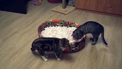 옥수수 스틱에 프로 고양이 두 마리