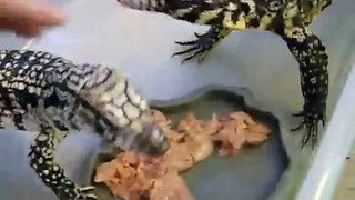 **LIZARD EATS RAT ALIVE**  -LIVE FEEDING-