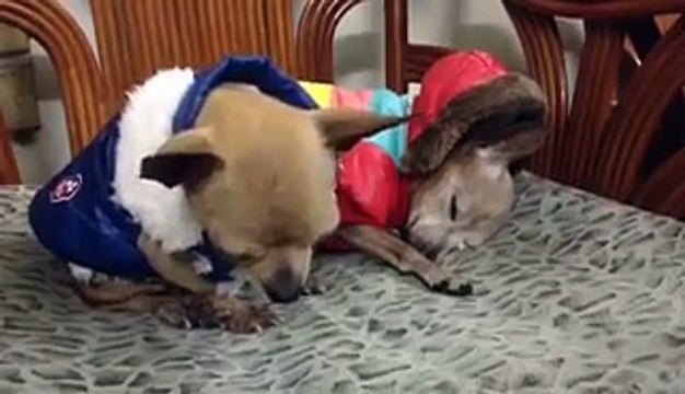 funy - funny funny clips _ funny audio clips _ funy clips origin