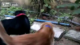Rottweiler and Retriever argue over a Kitty *Brutal*