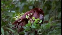 Animal Planet 2015 Discovery Channel Wildlife Animals Amazonia Documentary 720 HD
