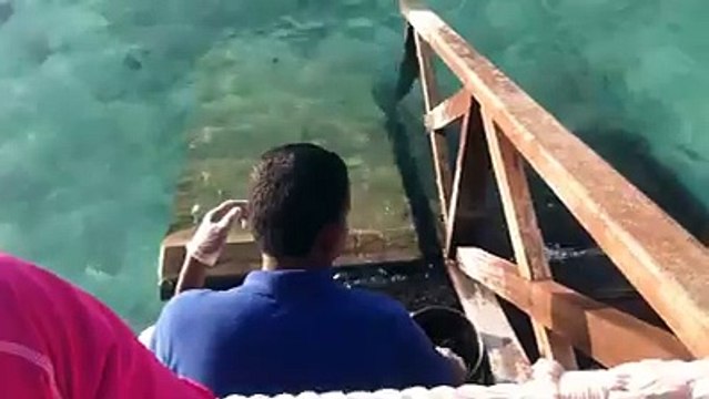 رجل يطعم الأسماك ولكن فاجأه زائر غير متوقع