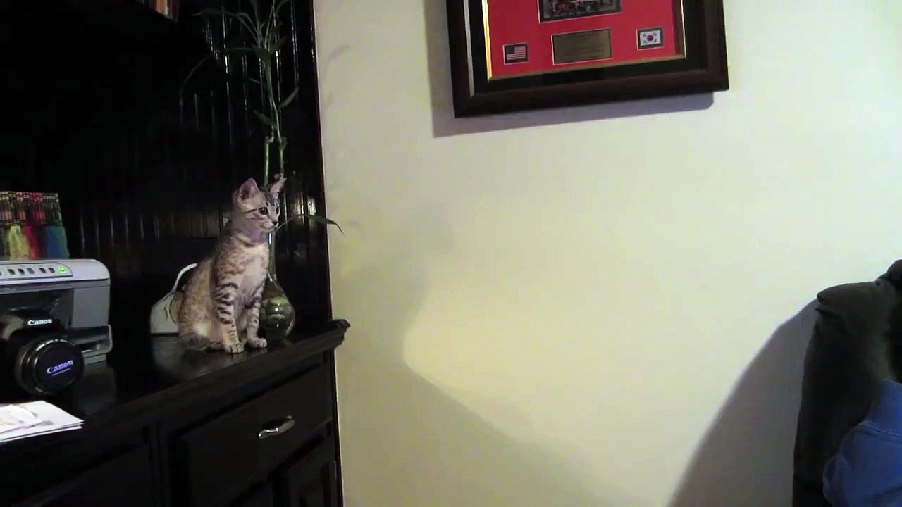 KITTEN JUMP FAIL [Full Episode]