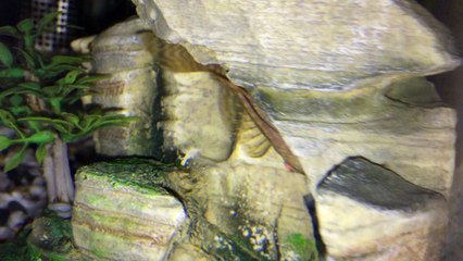 Poisson Dans Mon Aquarium
