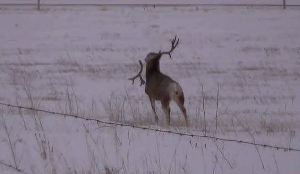 Un cerf secoue la tête pour perdre ses bois