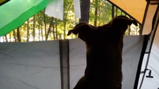 Ilsa's Adventures: Camping with Friends 2