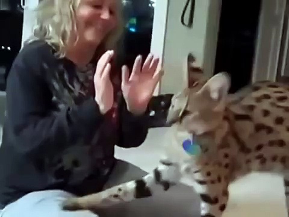 Кот Сервал нападает на хозяйку!