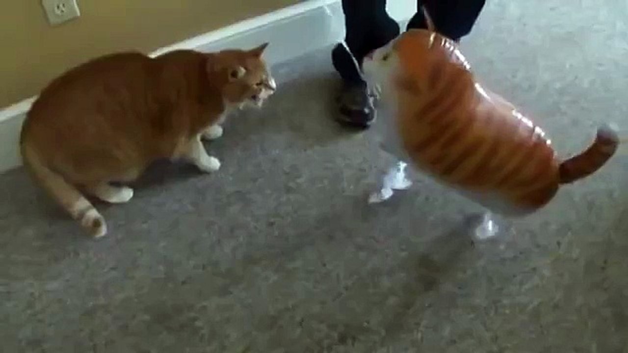 Кот убил кота с одного удара!