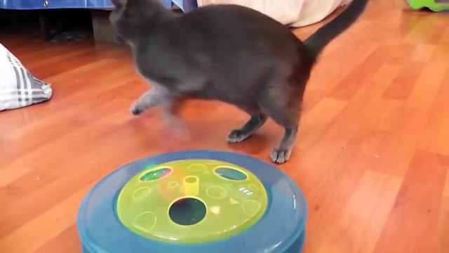 Котёнок напугал маму кошку!