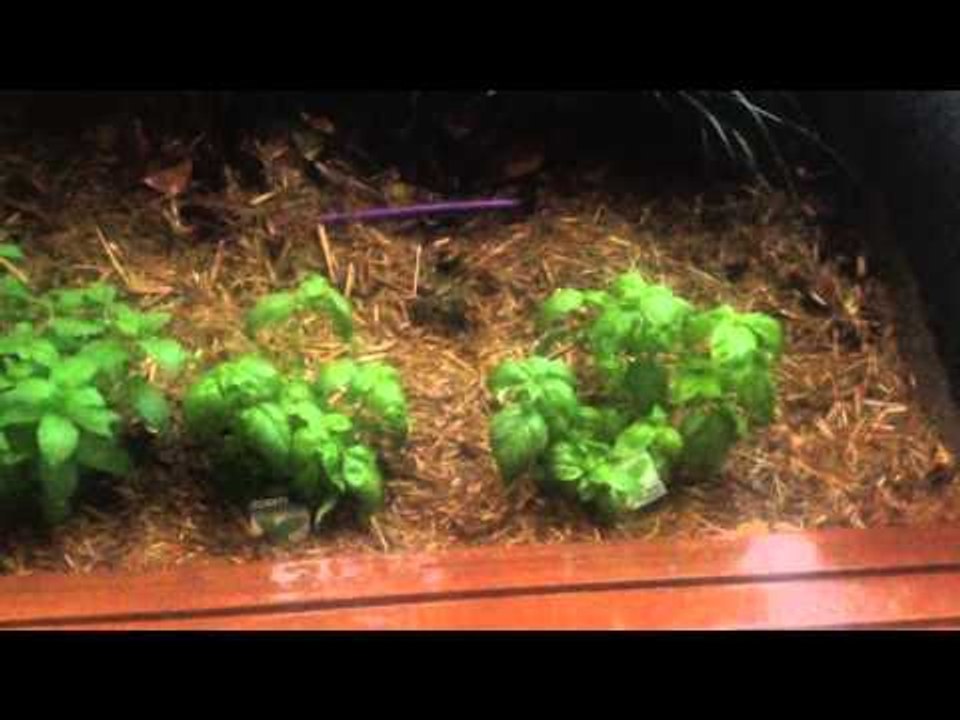 My Herb Garden Survived Their First Thunder Storm!