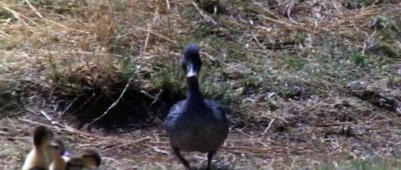 Animals Are Beautiful People - Vit bảo vệ con trước kẻ thù