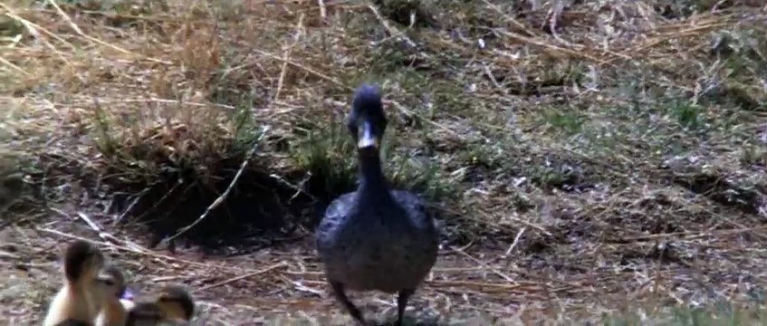 Animals Are Beautiful People - Vit bảo vệ con trước kẻ thù