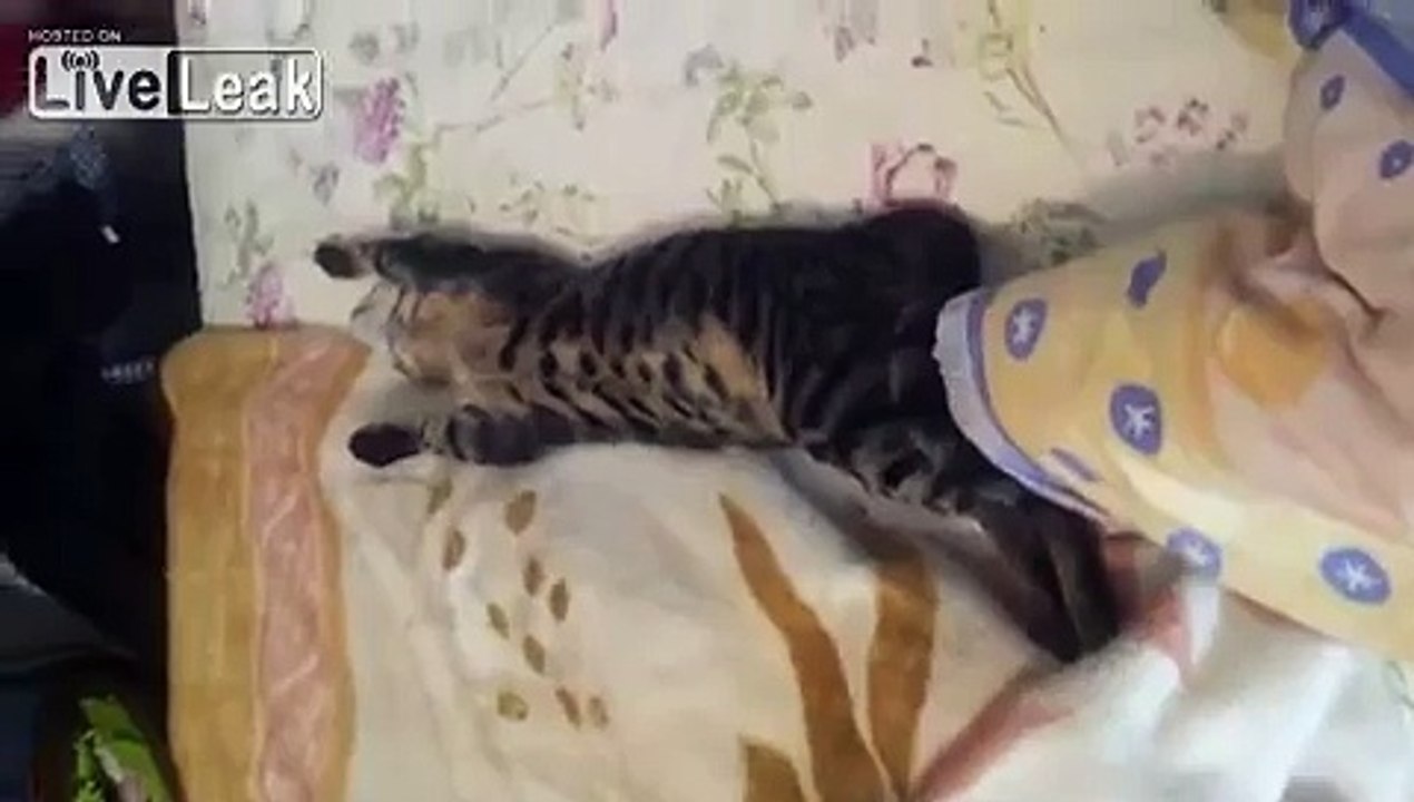 Cat Went Party All Night