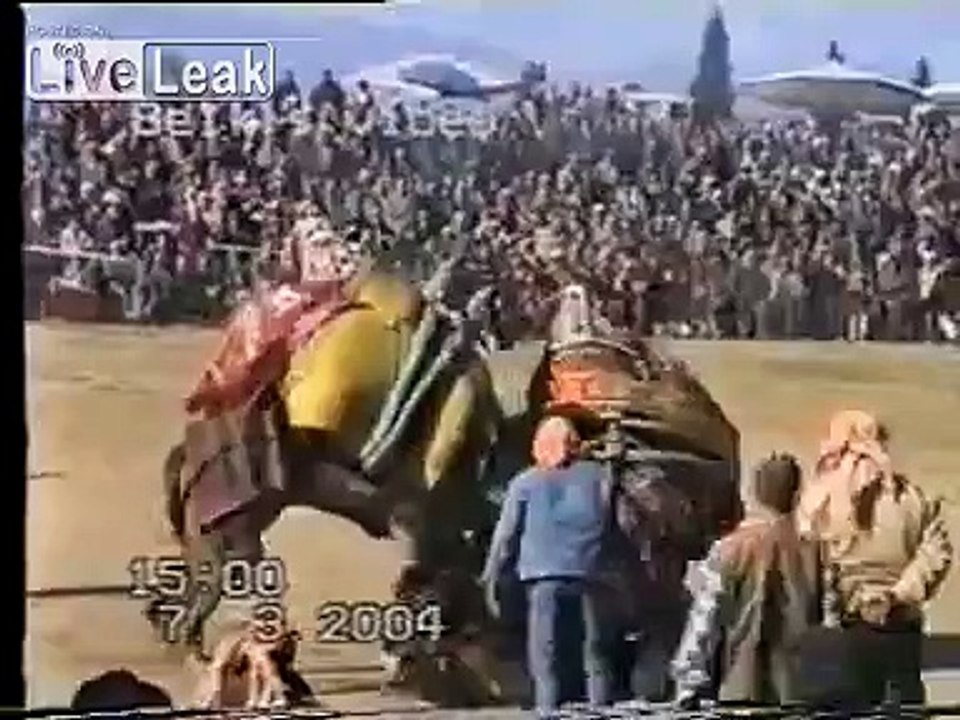 traditional Turkish Camel Wrestling ( Turkey )