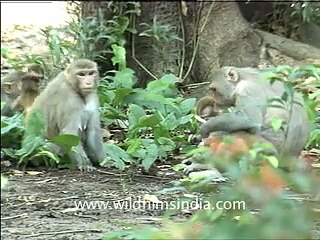 Monkeys and their Kids - Video Dailymotion