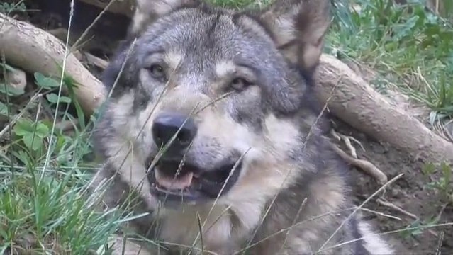 Parc animalier des Pyrénées (2)