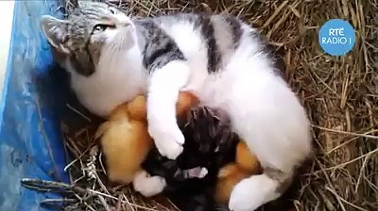 Mother's love