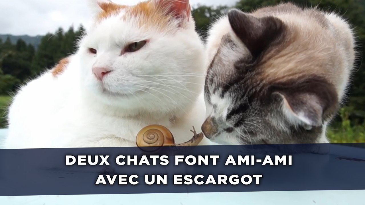 Deux chats font ami-ami avec un escargot