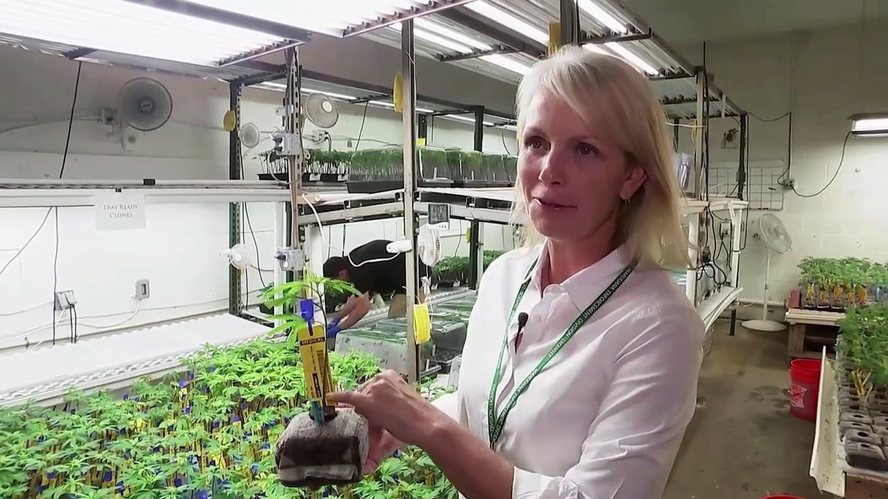 Colorado : plein pot sur la marijuana